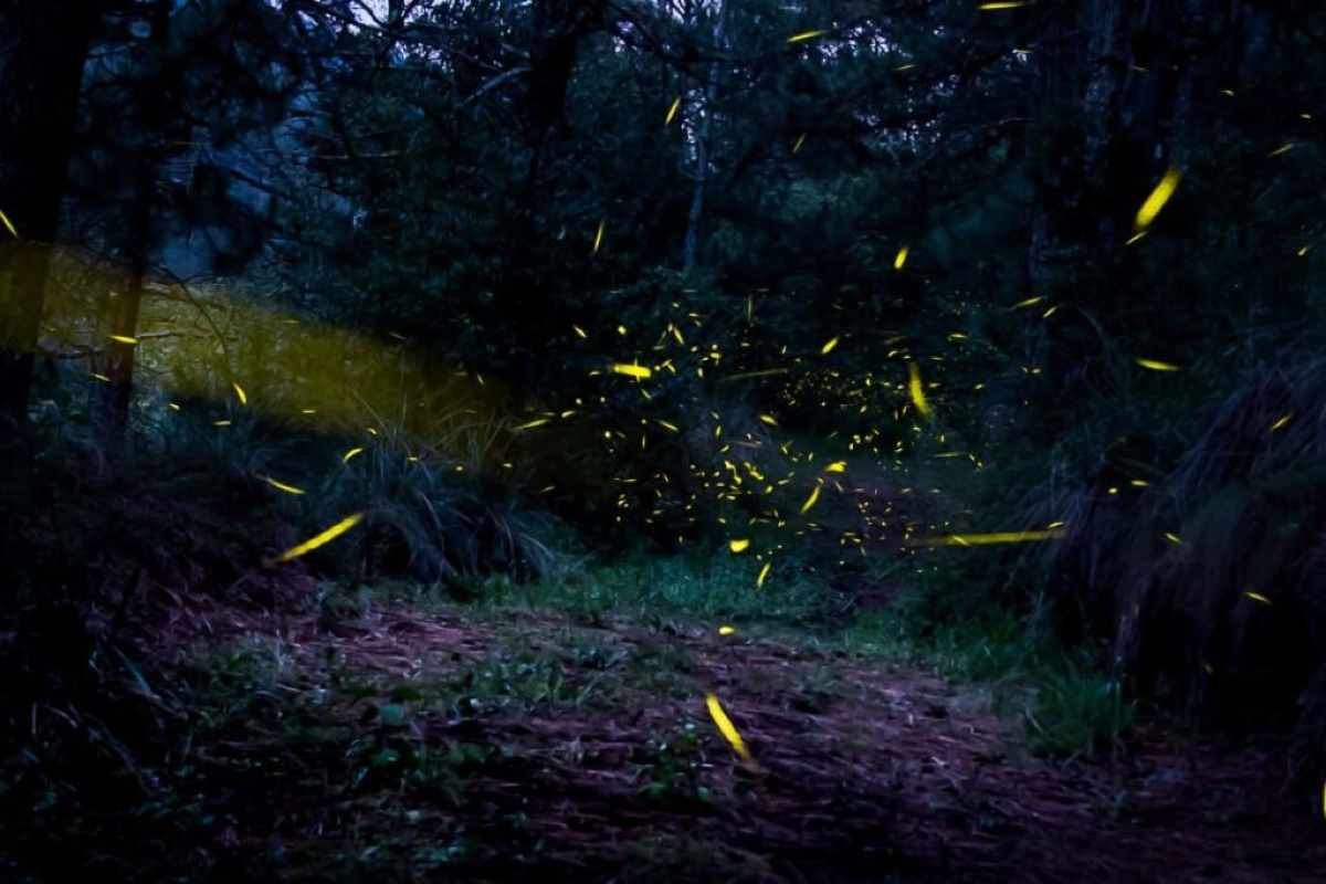 Conoce las luciérnagas de cerca en estos lugares