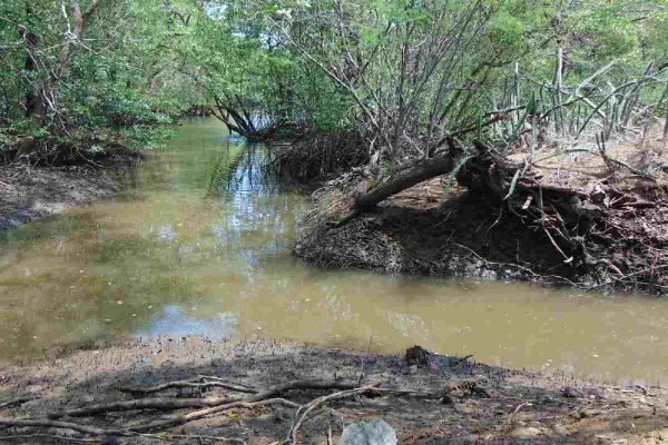 Manglar-Costa-Rica