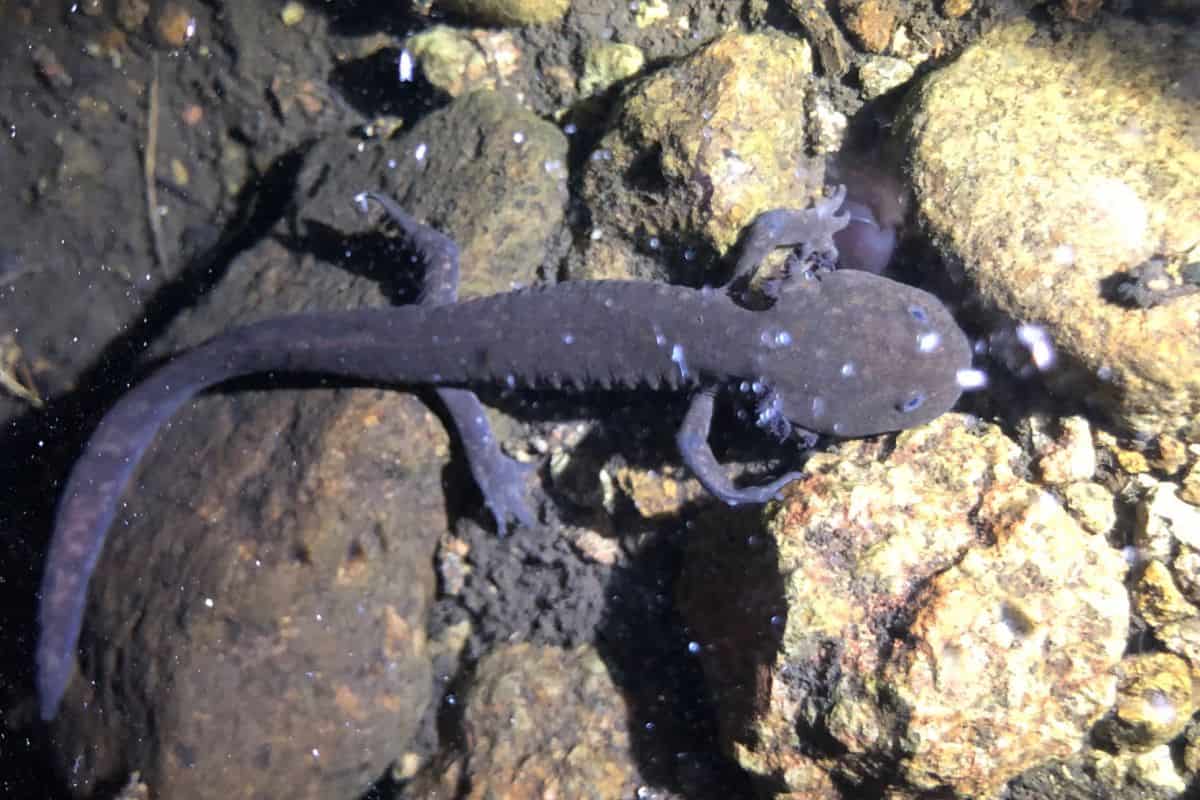 reubican ajolotes de los volcanes