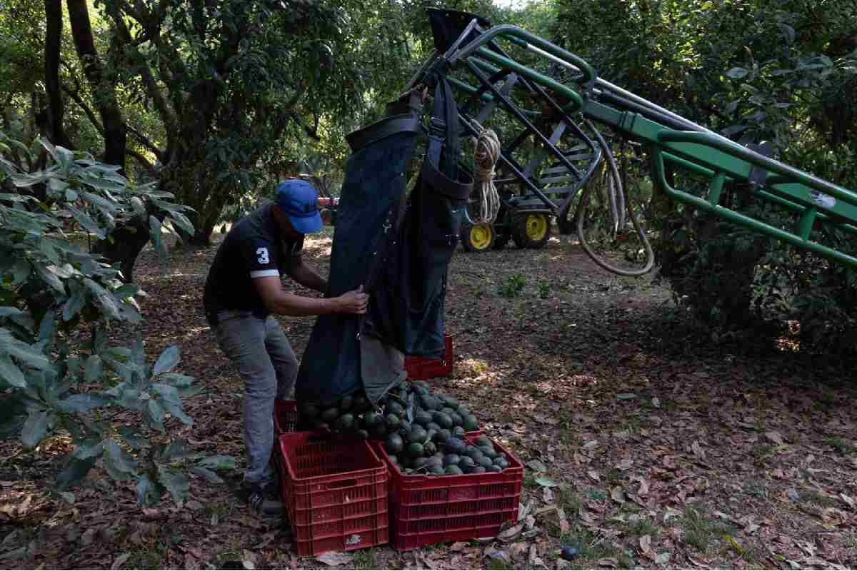 amlo exportacion aguacate