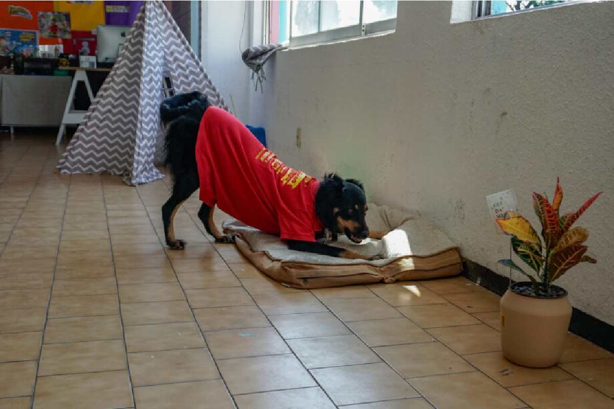 animales de compañía en el trabajo