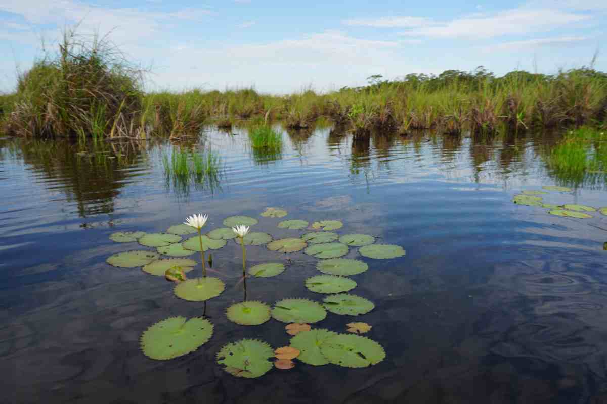 humedal manglar Tabasco México