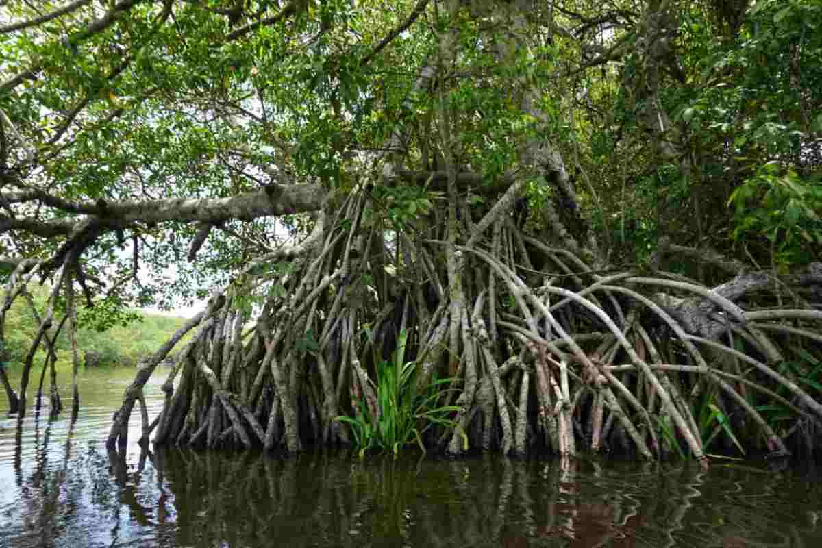 manglar humedal
