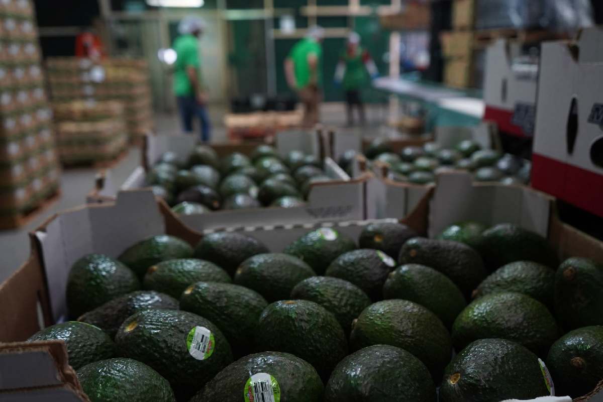 mexico exportacion de aguacate