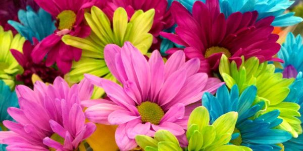 Flores, poesía y pintura se unen en la feria de las flores de san ángel