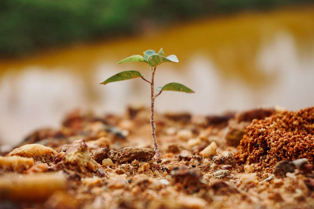 como reforestar