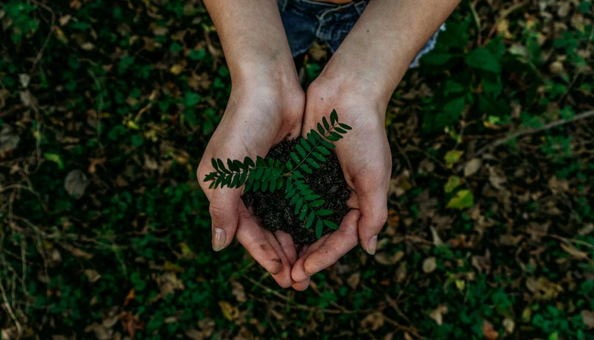cómo reforestar