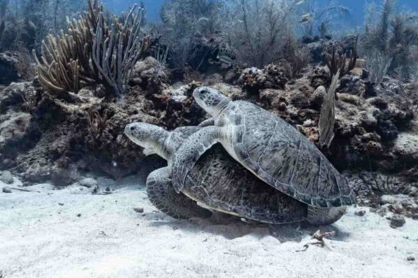 Foto: Oceana