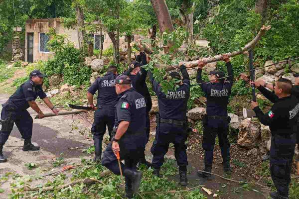 Policía estatal de Yucatán retira árbol de la vía tras el paso de Beryl
