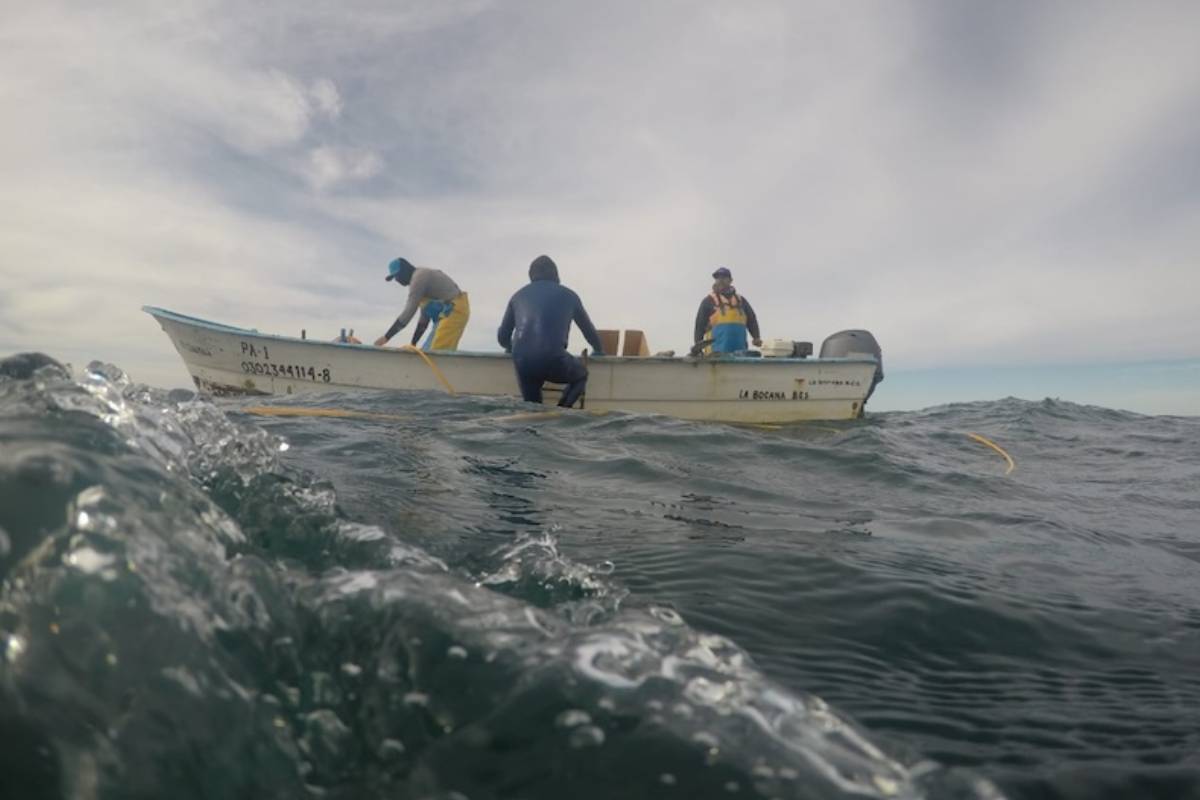 pescadores colecta abulón silvestre 