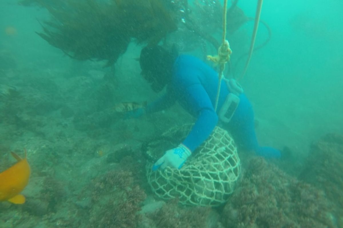 Pescadores en la colecta de abulón 