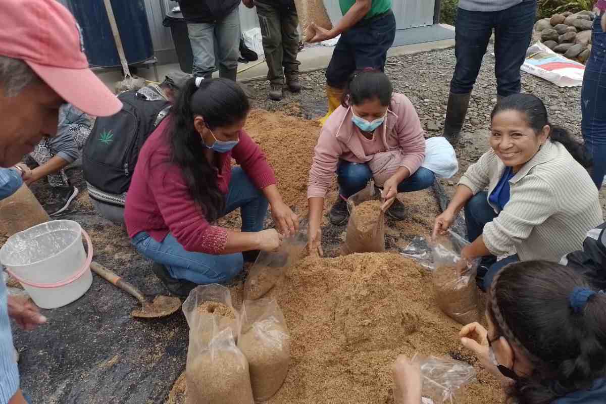 Proceso productivo de los hongos ostra Sumaco. Foto: Archivo emprendedores de la Reserva de Biosfera Sumaco