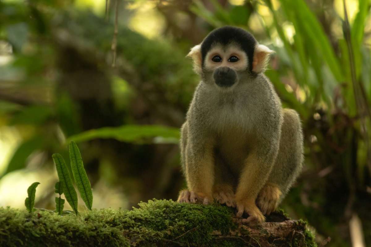 Mono ardilla boliviano (Saimiri boliviensis) en el Parque Nacional del Manu. Foto: Daniel Ash Photography (@danielashphoto)
