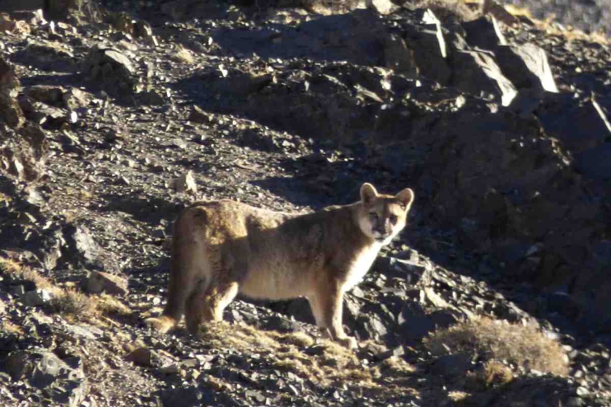 La presencia del puma en la zona, es una de las hipótesis por las que el sitio fue llamado “El Leoncito” por los pobladores. Foto: Parques Nacionales de Argentina