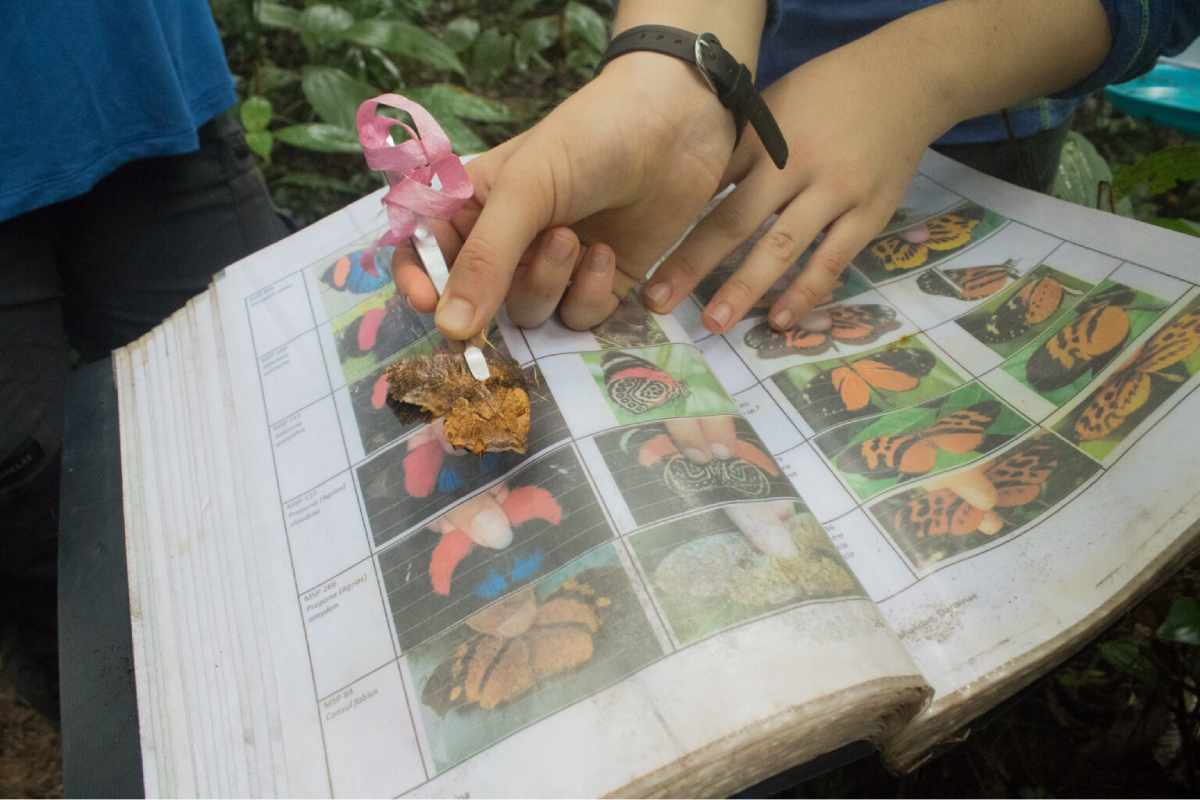 Monitoreo de mariposas en la estación biológica Manu Learning Centre, desarrollado en los tres tipos de bosque, con diferente grado de perturbación. Llevado a cabo por el equipo de investigadores, internos y voluntarios. Foto: Daniel Ash Photography (@danielashphoto)