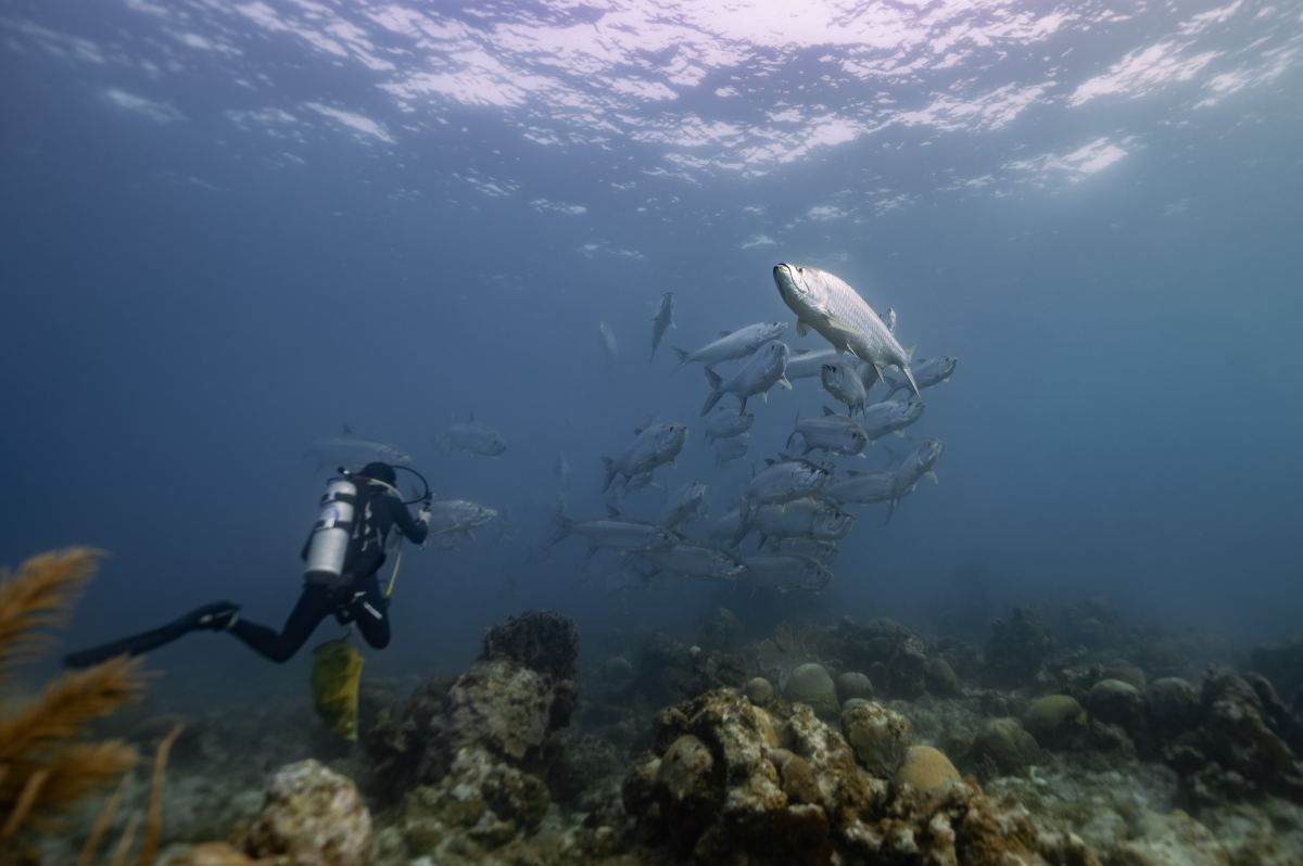 arrecifes golfo de México