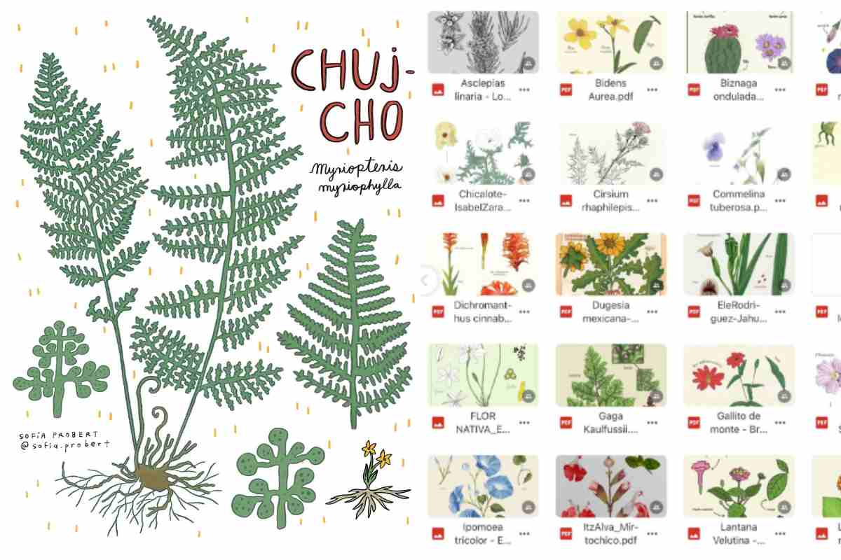 plantas nativas cdmx