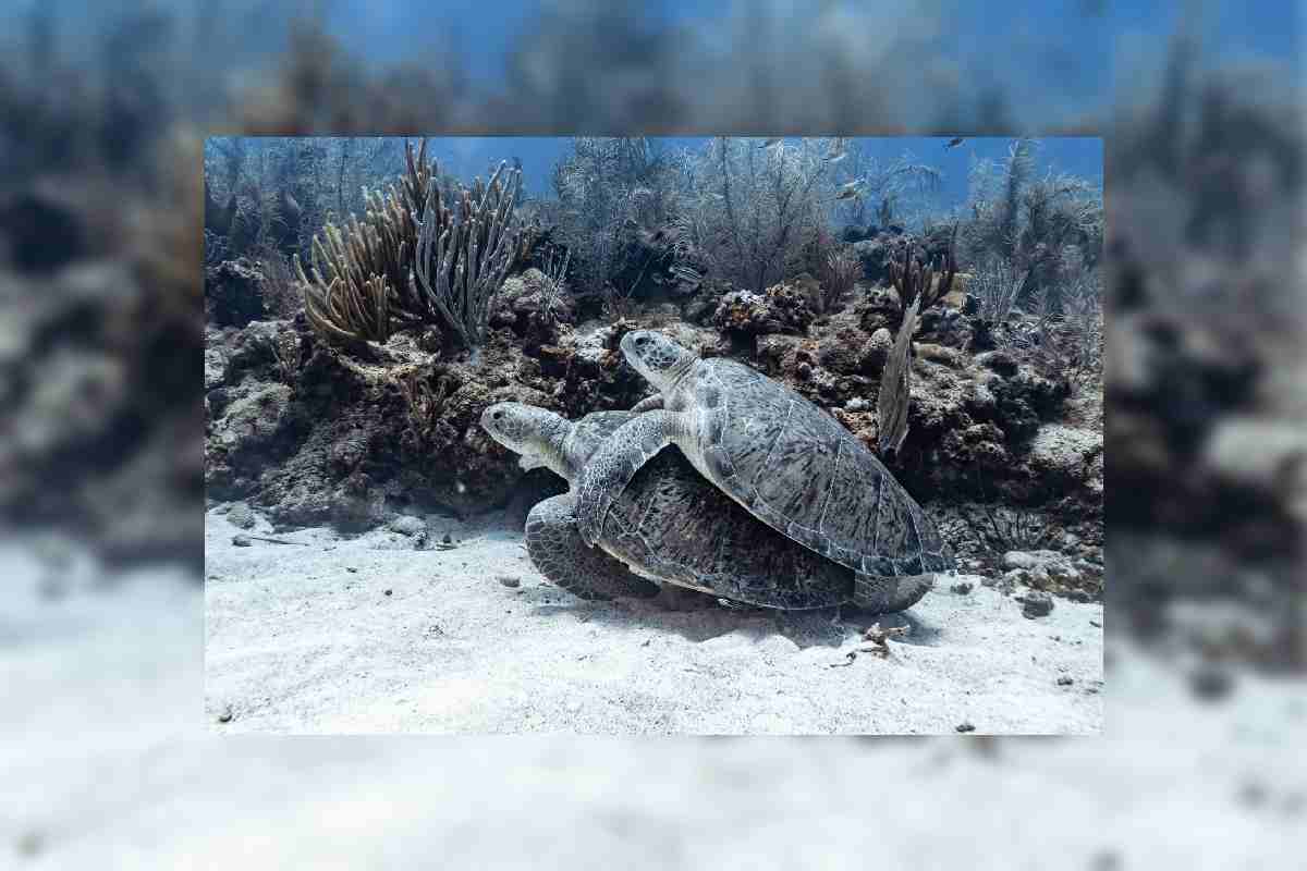 Foto de Nelly Quijano, fotoperiodista ambiental.