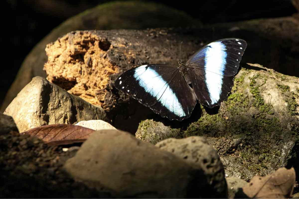 Las mariposas del Parque Nacional del Manu. Foto: Daniel Ash Photography (@danielashphoto)