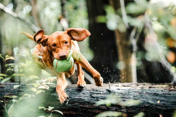 Ayuda a perritos mientras corres