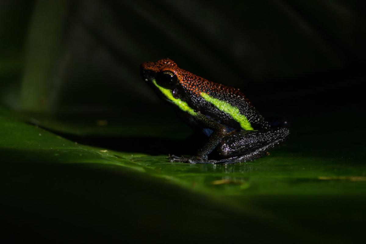 La ranita venenosa de Manu (Ameerega macero) es una especie de anfibio que fue encontrada en el Parque Nacional del Manu y resultó nueva para la ciencia en el año 2017. Foto: Daniel Ash Photography (@danielashphoto)