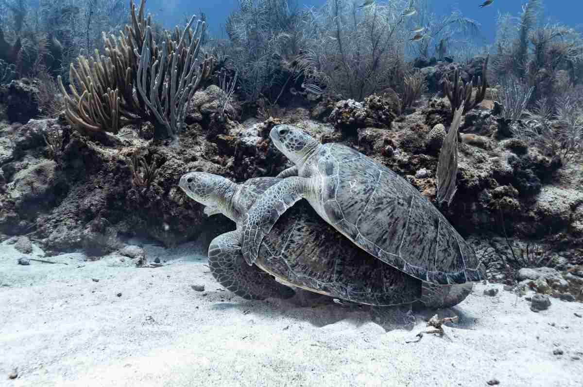 arrecifes golfo de México