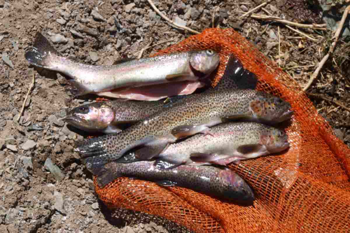 La trucha arcoíris (Oncorhynchus mykiss), especie introducida en El Parque Nacional El Leoncito en la década de 1980. Foto: Pedro Cenoz