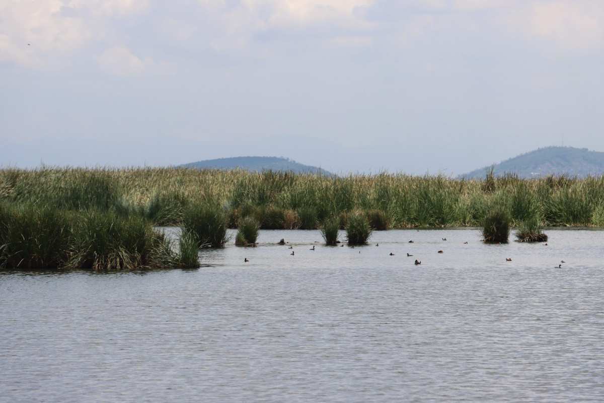 Bird Fest Texcoco