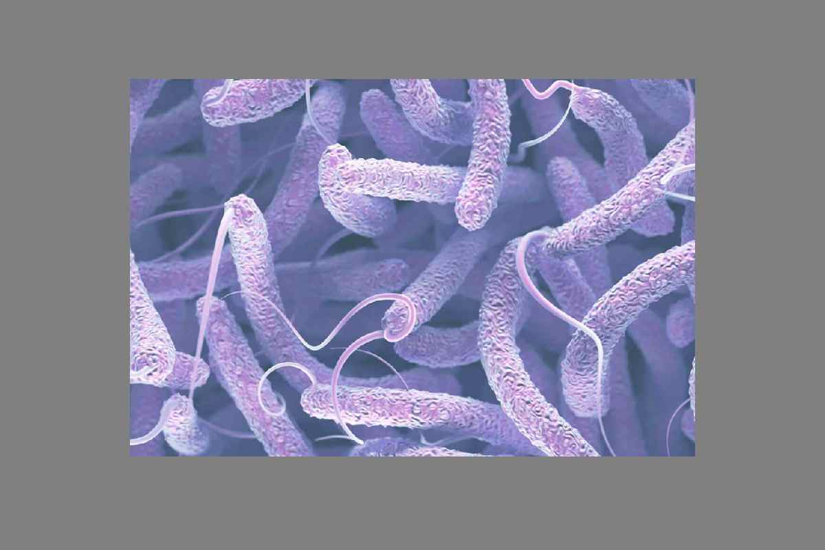 Una imagen del cólera al microscopio. 