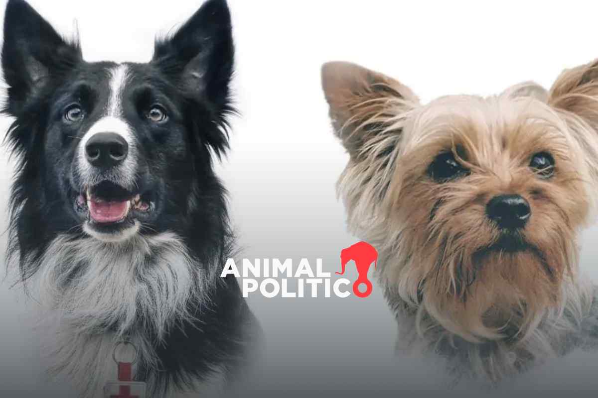 Los perritos Athos y Tango fueron envenenados con un salchicha en 2021. Foto: Mundo Patitas