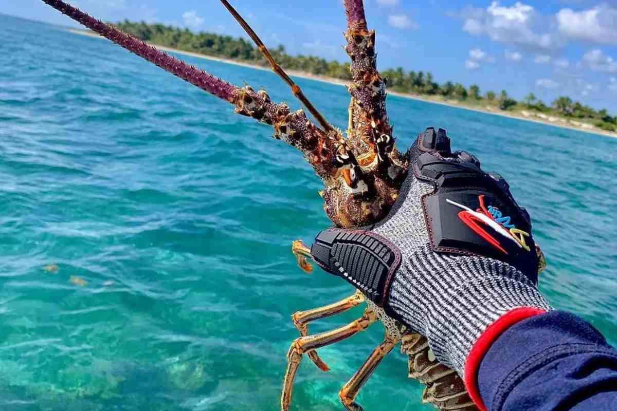quintana-roo-langosta-caribe-venta