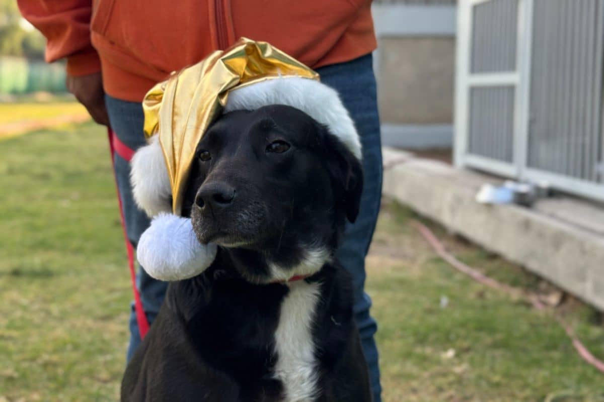 reyes magos perros metro