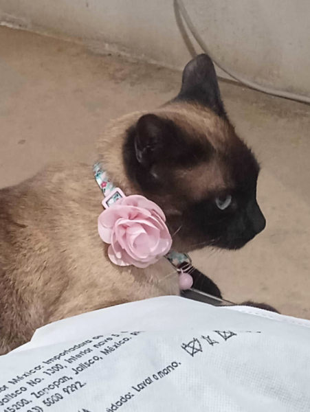 Foto de la Tita, gatita de Martha Patricia Velarde, defensora ambientalista de Sonora recién fallecida.