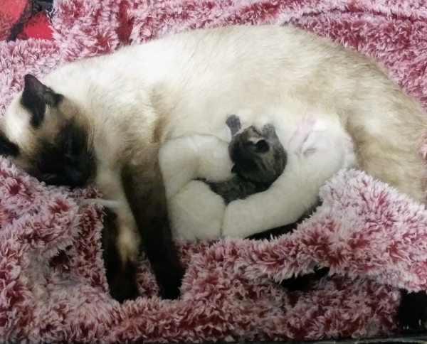 Foto de la Tita, gatita de Martha Patricia Velarde, defensora ambientalista de Sonora recién fallecida.