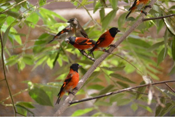 Cardenalitos (Spinus cucullatus) en el Centro de Conservación del Cardenalito en Venezuela (CCCV).