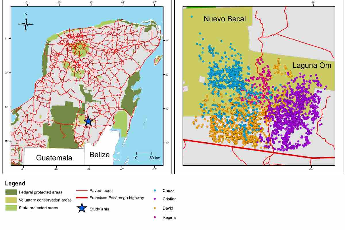 Como se muestra en el mapa, una de las principales amenazas para los jaguares son las carreteras.