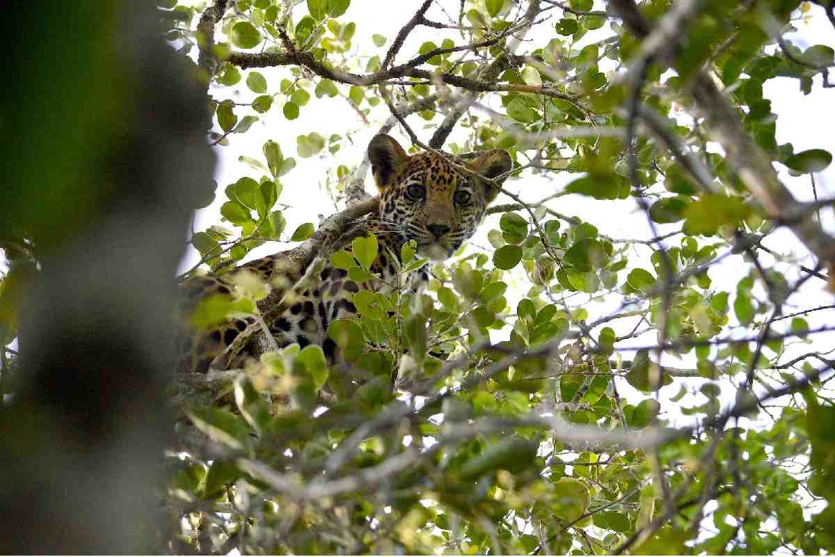 Cría de jaguar fotografiado en Laguna Om, en 2019.