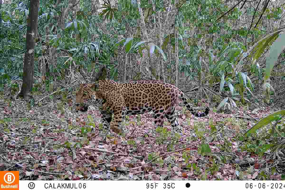Jaguar captado por una cámara trampa en Calakmul, Campeche.