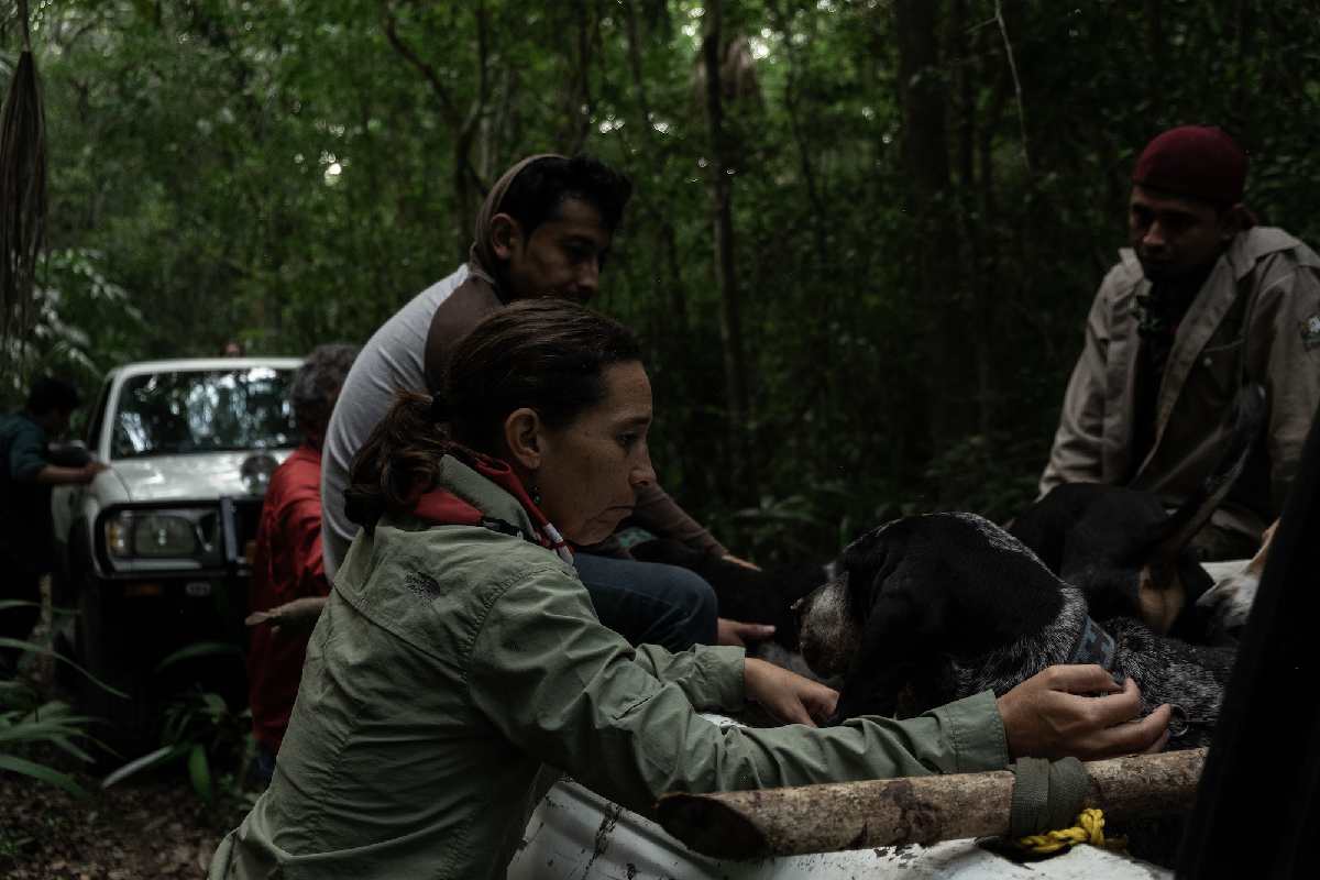 La veterinaria Berenice Portillo se encarga de anestesiar al jaguar