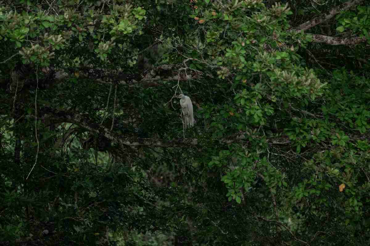 Las garzas blanca (Ardea alba) son comunes entre la avifauna de Laguna Om
