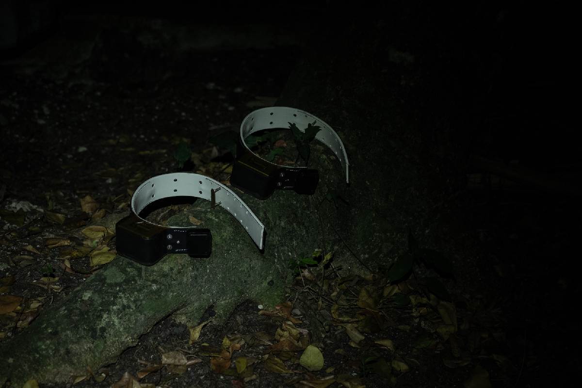 Los collares GPS de rastreo satelital.