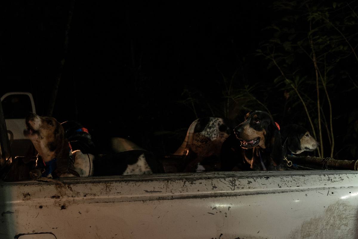 Los perros tigreros son entrenados con olores que se asemejan al del jaguar.