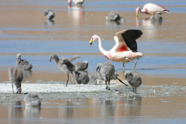 Pichones del flamenco puna (Phoenicoparrus jamesi), en en laguna Kollpa, Bolivia.