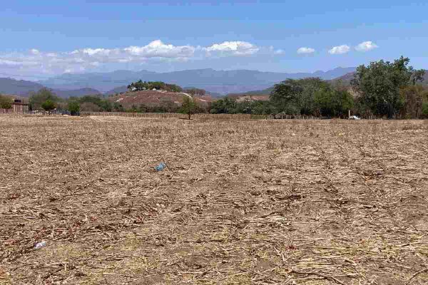 Sequía en Concordia, Sinaloa, afecta a la población y al ganado