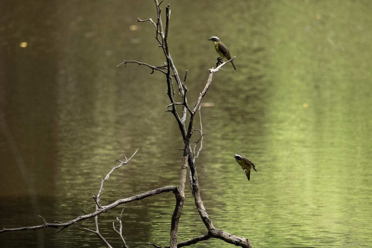 Un Luis bienteveo (Pitangus sulphuratus) en la Laguna Las Palmas