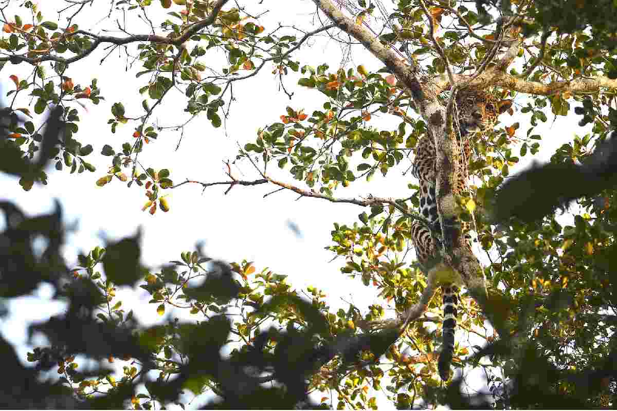Un jaguar a punto de ser capturado para la colocación de un collar GPS de rastreo satelital