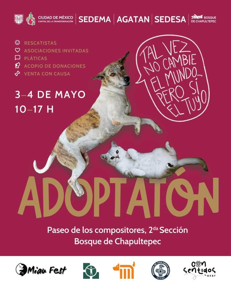 adoptaton mayo 2025