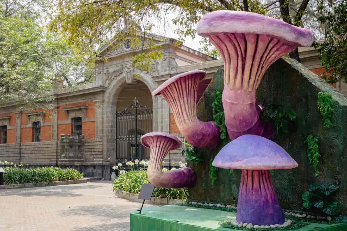 chapultepec hongos monumentales
