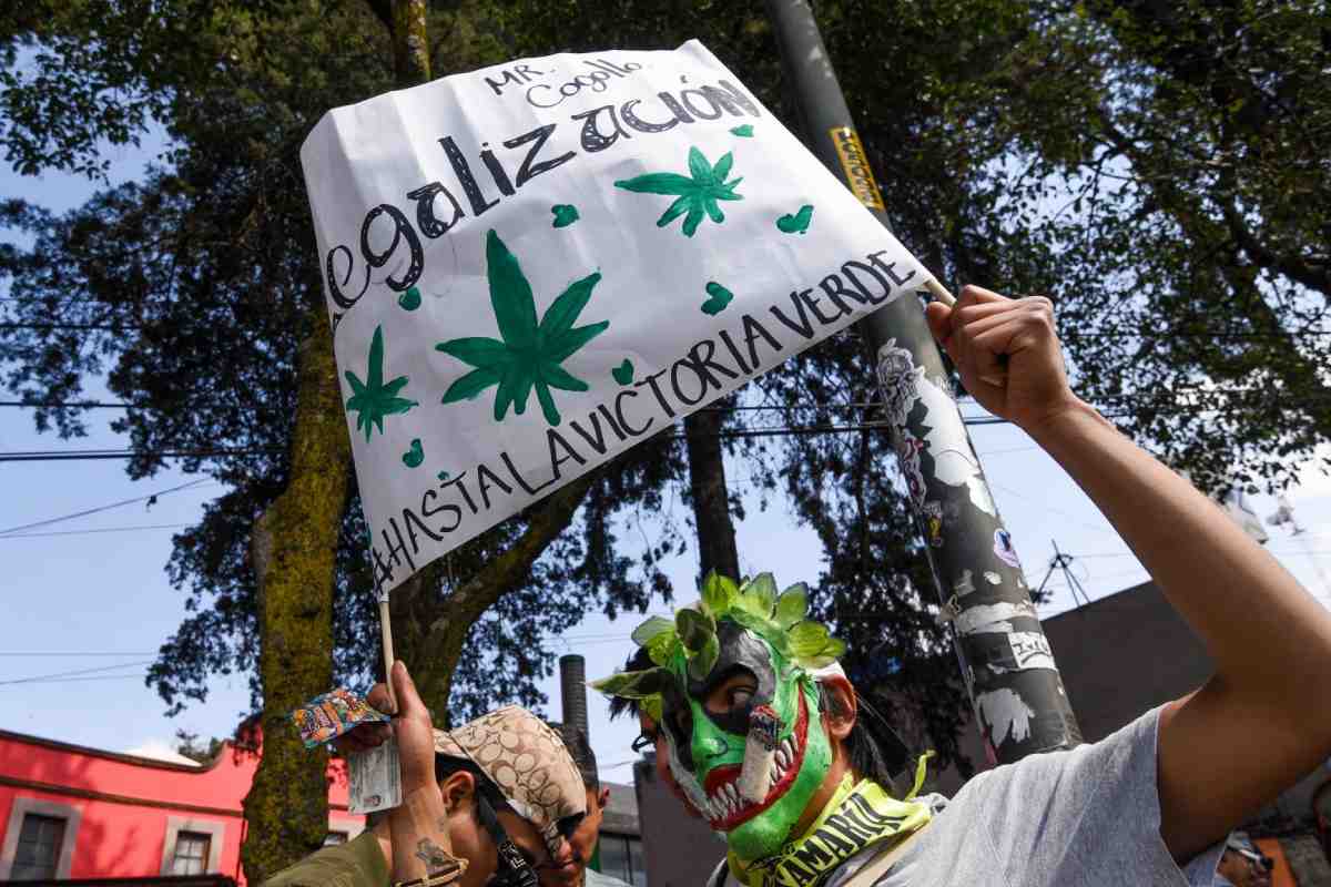marihuana-dia-mundial-cannabis-marcha-420-cdmx-cultivo