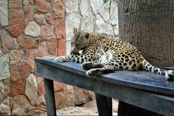 Activistas denuncian malas condiciones en Zoológico de Culiacán tras muerte de león blanco